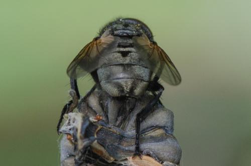 Xysta holosericea